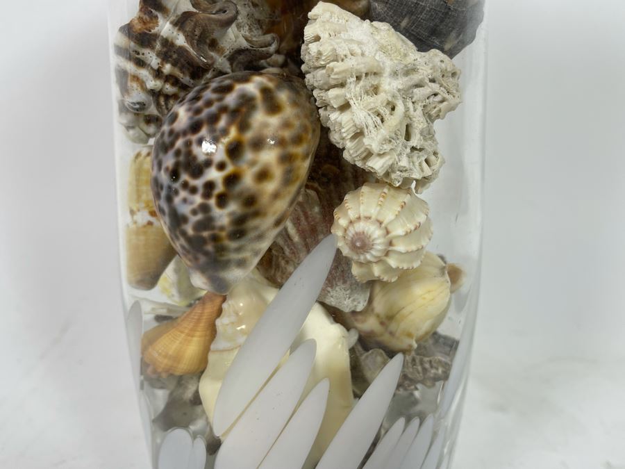 Vilusi Glass Vase Filled With Organic Seashells 5W X 12H [Photo 3]