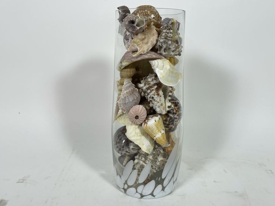 Vilusi Glass Vase Filled With Organic Seashells 5W X 12H [Photo 5]