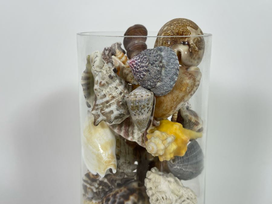 Vilusi Glass Vase Filled With Organic Seashells 5W X 12H [Photo 4]