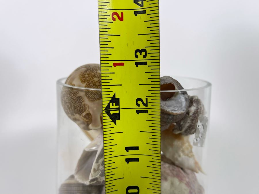 Vilusi Glass Vase Filled With Organic Seashells 5W X 12H [Photo 8]