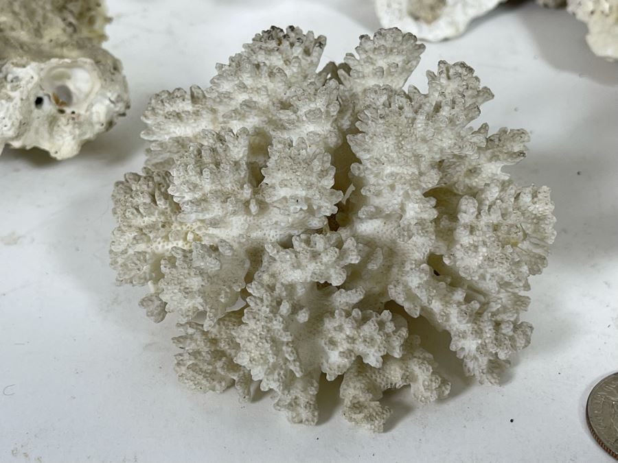 Collection Of Organic Coral [Photo 6]