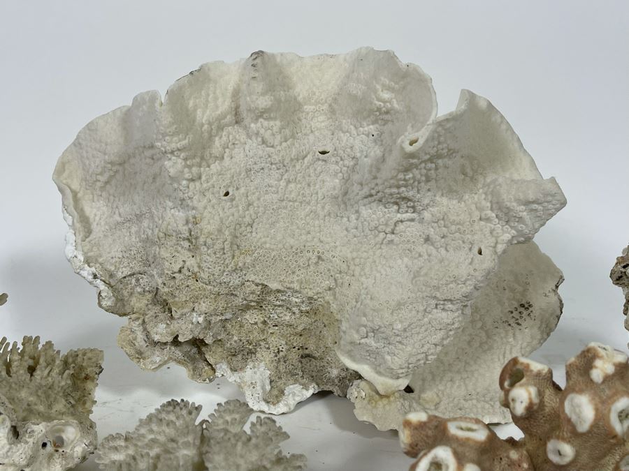 Collection Of Organic Coral [Photo 8]