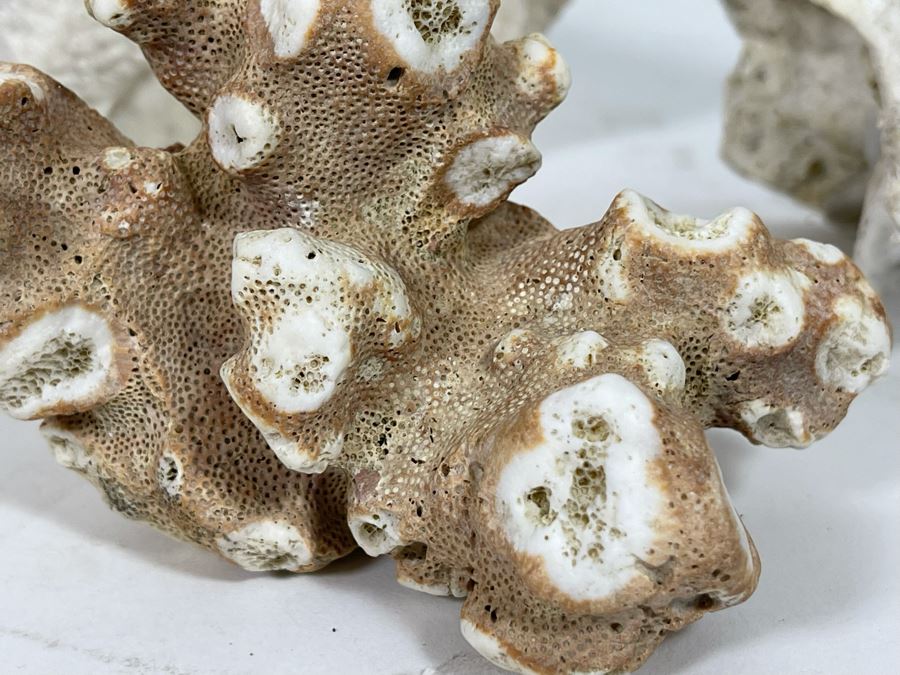 Collection Of Organic Coral [Photo 5]