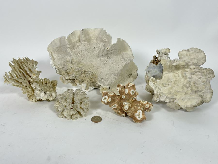 Collection Of Organic Coral [Photo 3]