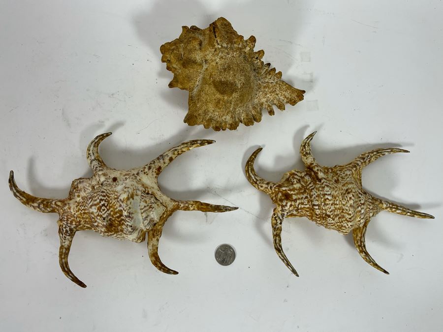 (3) Organic Seashells