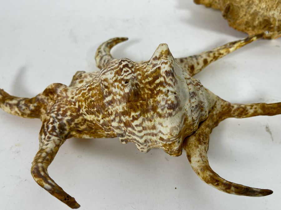 (3) Organic Seashells