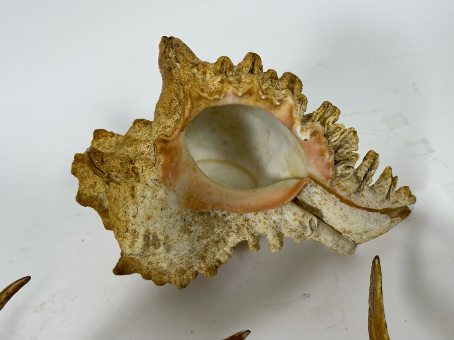 (3) Organic Seashells [Photo 5]