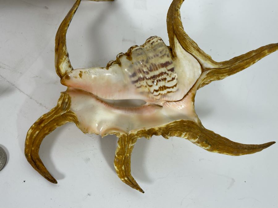 (3) Organic Seashells