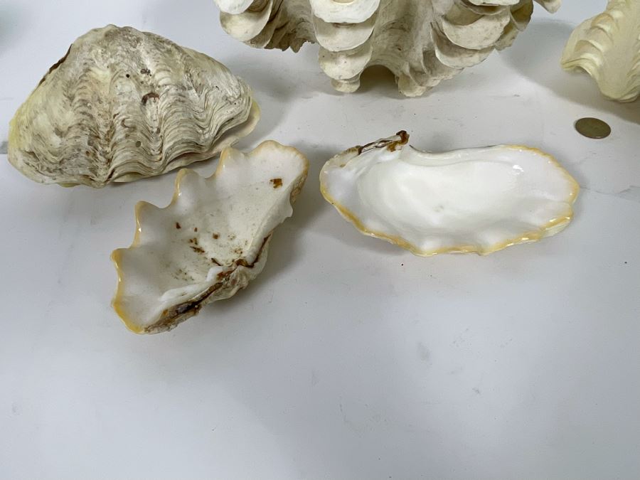 Four Clamshells [Photo 6]