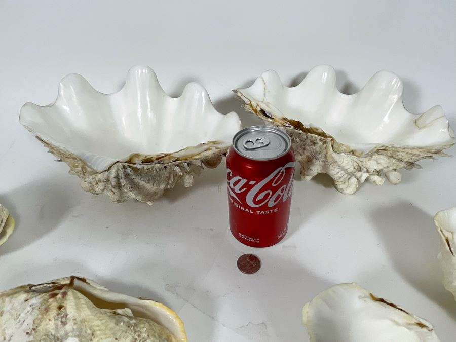 Four Clamshells [Photo 8]