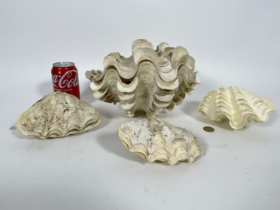 Four Clamshells [Photo 5]