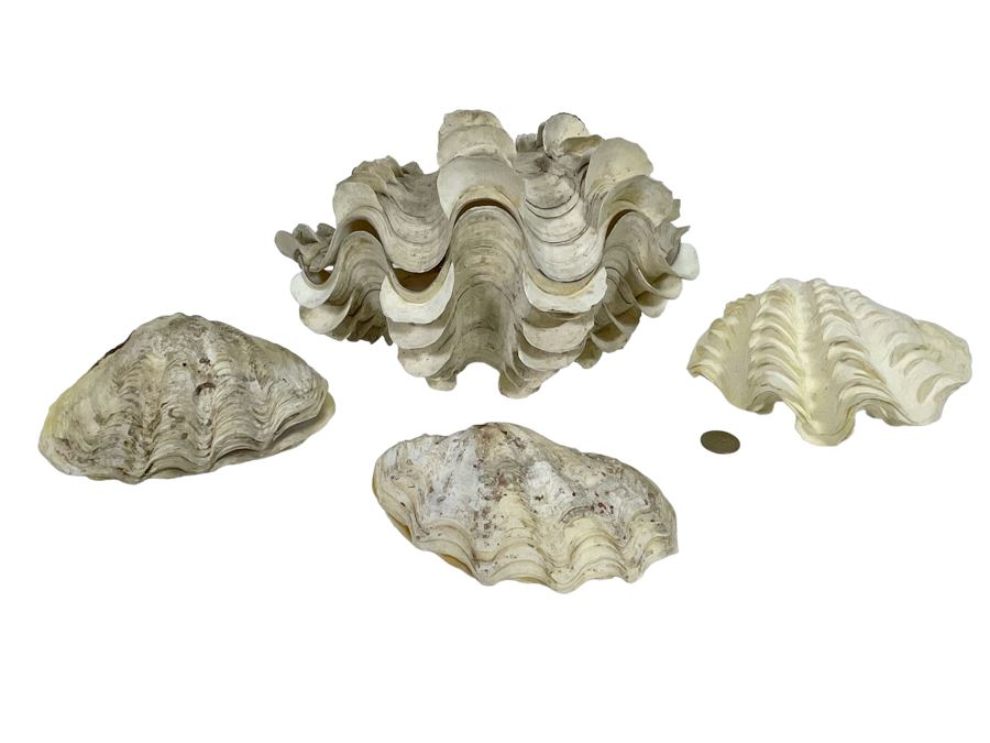 Four Clamshells [Photo 1]