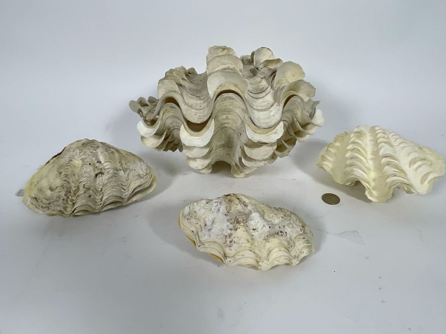 Four Clamshells [Photo 2]