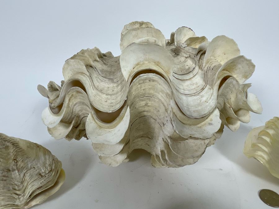 Four Clamshells [Photo 3]