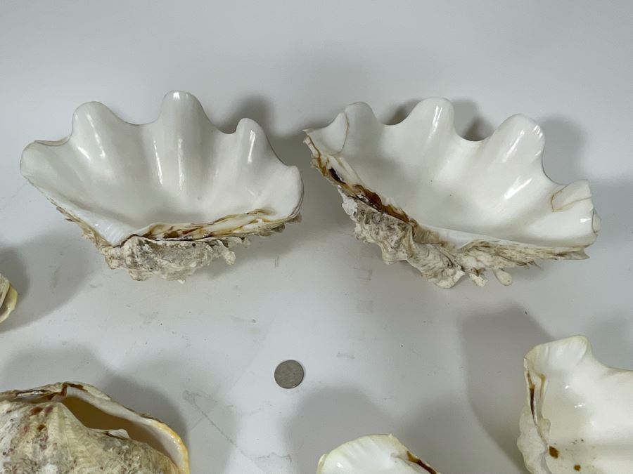 Four Clamshells [Photo 7]