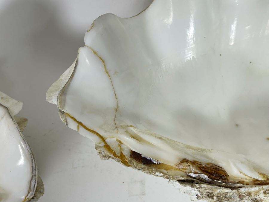 Four Clamshells [Photo 9]