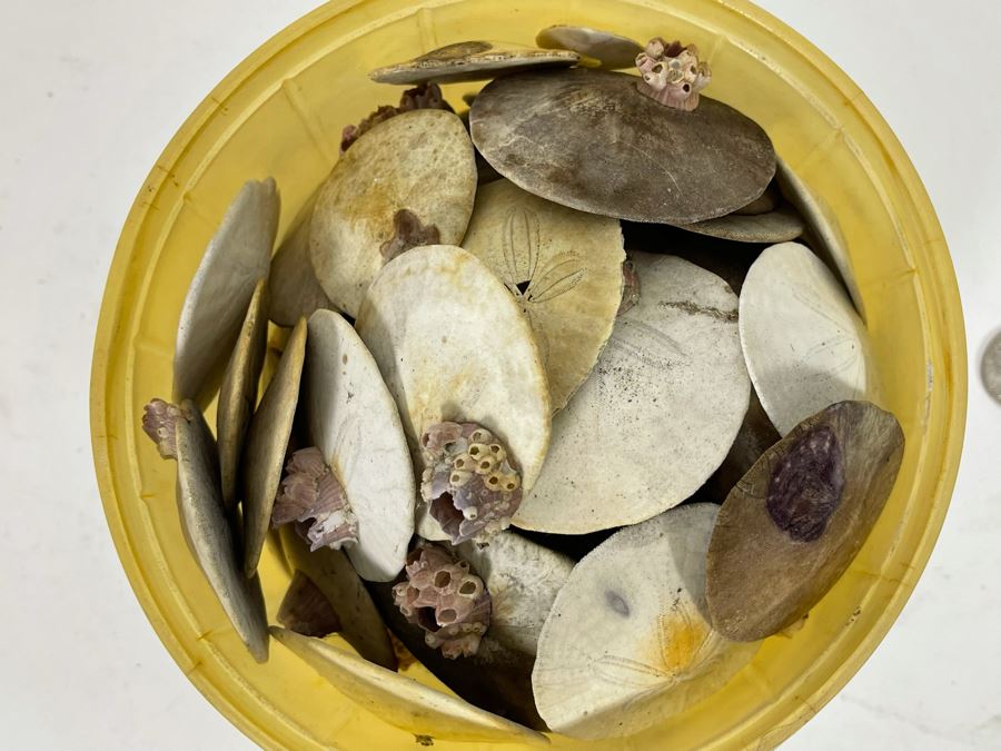 Bucket Of Sand Dollars [Photo 7]