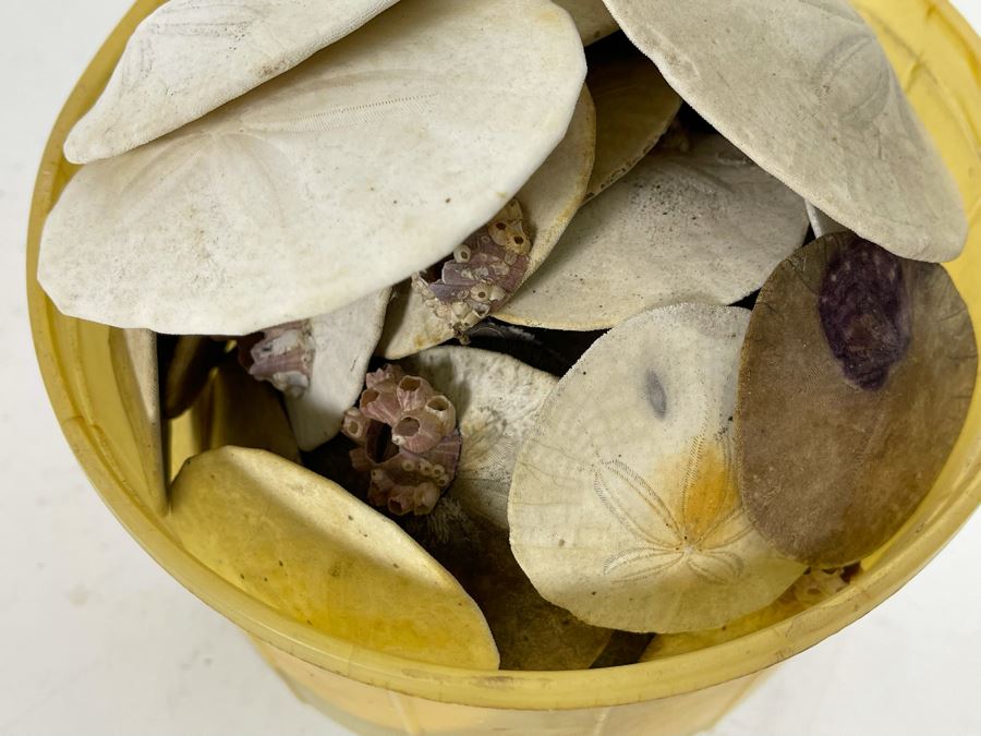 Bucket Of Sand Dollars [Photo 5]