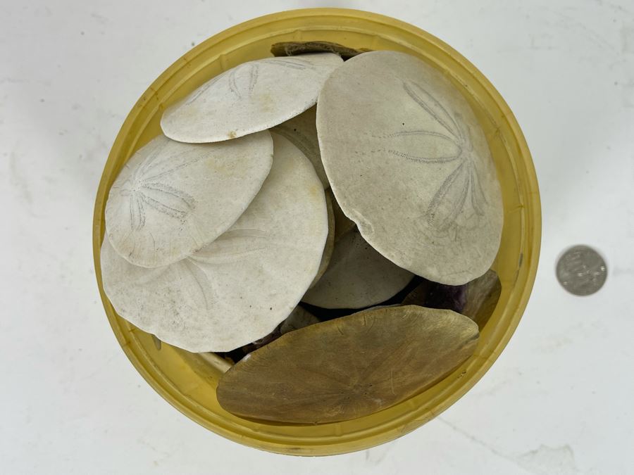 Bucket Of Sand Dollars [Photo 3]