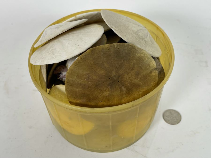 Bucket Of Sand Dollars [Photo 2]