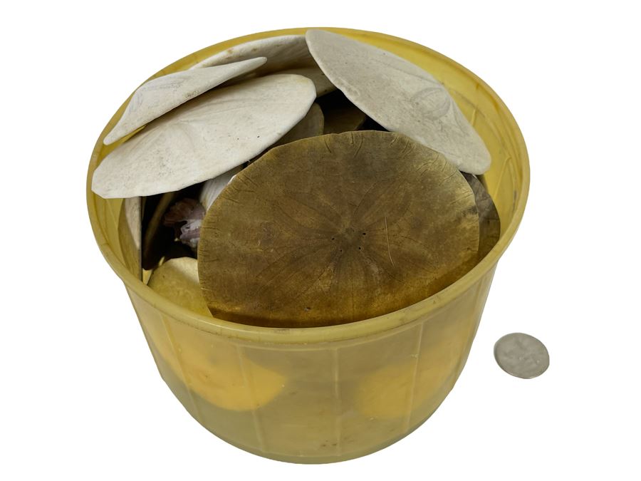 Bucket Of Sand Dollars [Photo 1]