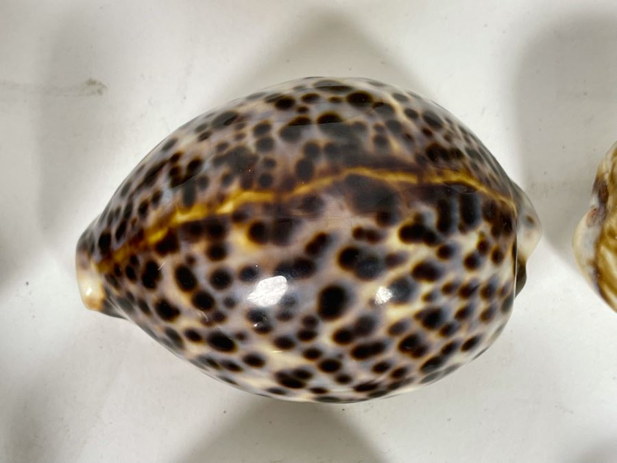 Collection Of Tiger Cowrie Seashells [Photo 4]