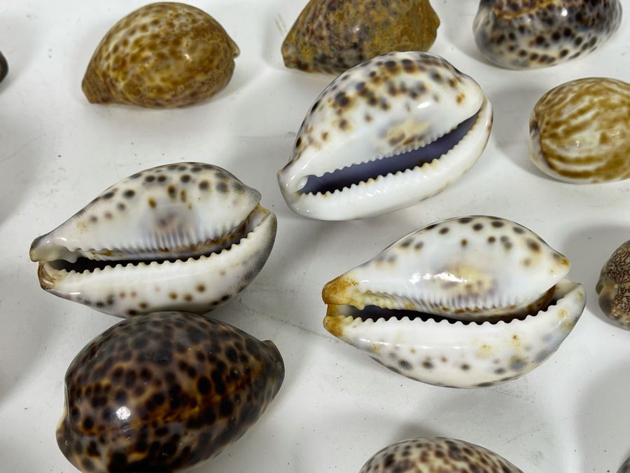 Collection Of Tiger Cowrie Seashells