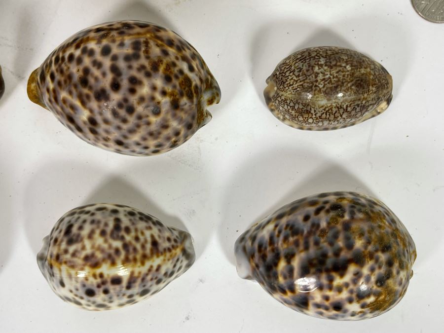 Collection Of Tiger Cowrie Seashells [Photo 8]