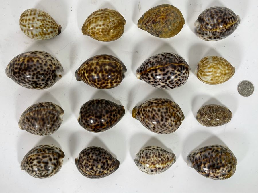 Collection Of Tiger Cowrie Seashells [Photo 2]
