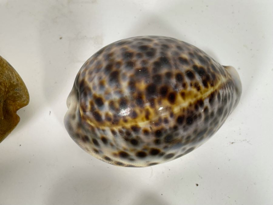 Collection Of Tiger Cowrie Seashells [Photo 5]