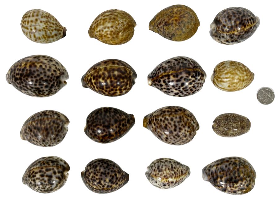 Collection Of Tiger Cowrie Seashells [Photo 1]