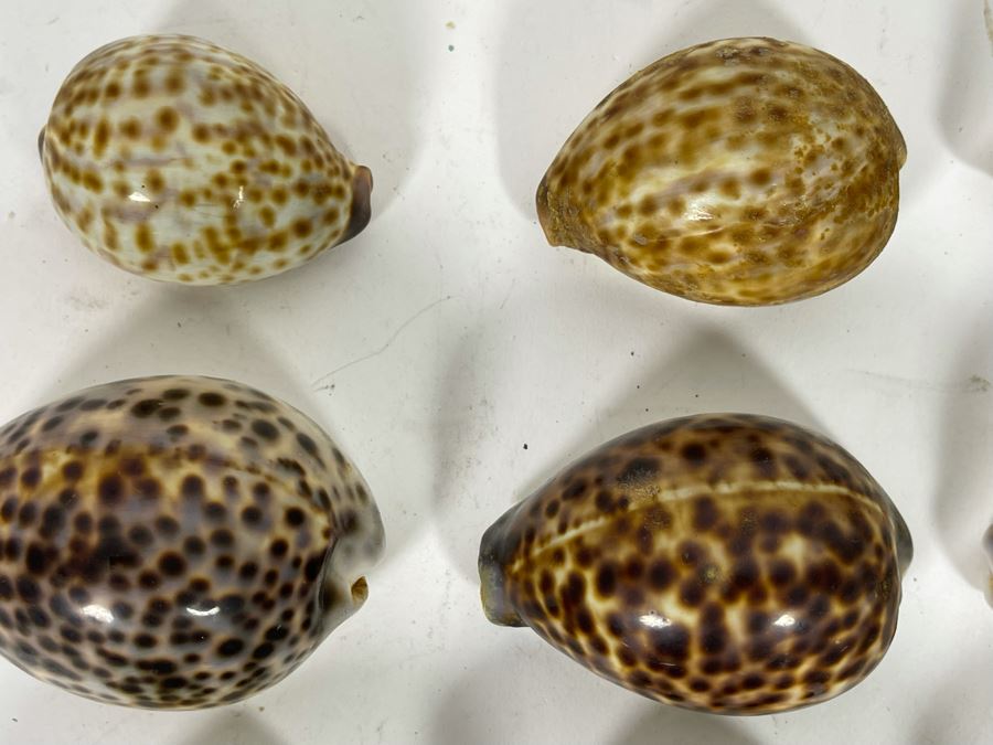 Collection Of Tiger Cowrie Seashells