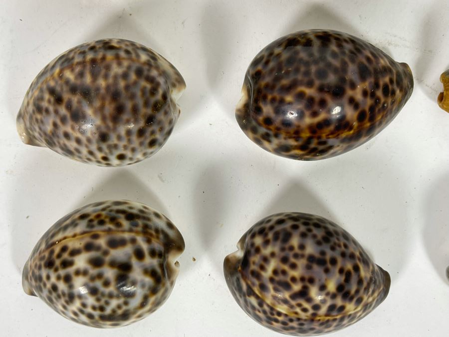 Collection Of Tiger Cowrie Seashells [Photo 7]