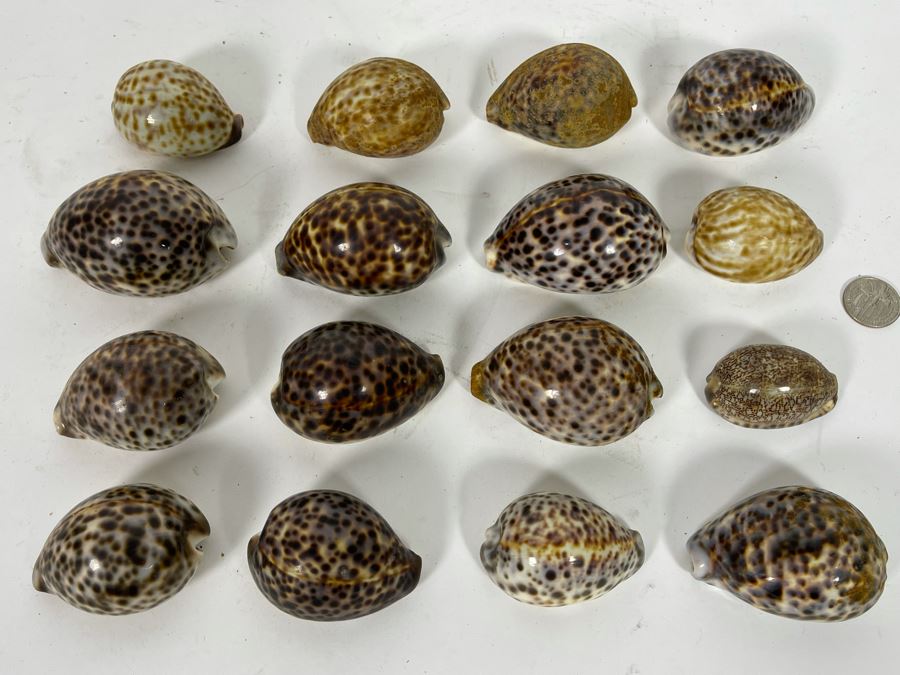 Collection Of Tiger Cowrie Seashells [Photo 3]