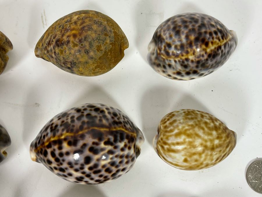 Collection Of Tiger Cowrie Seashells [Photo 9]