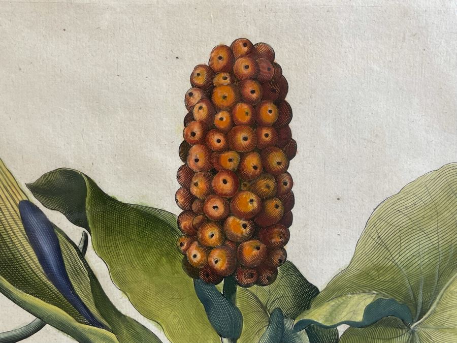 Antique 1613 Giovanni Baccani Hand Colored Engraving 'Basilius Besler' 16.5 X 20 Framed 31 X 34 [Photo 6]