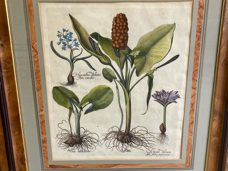 Antique 1613 Giovanni Baccani Hand Colored Engraving 'Basilius Besler' 16.5 X 20 Framed 31 X 34 [Photo 3]