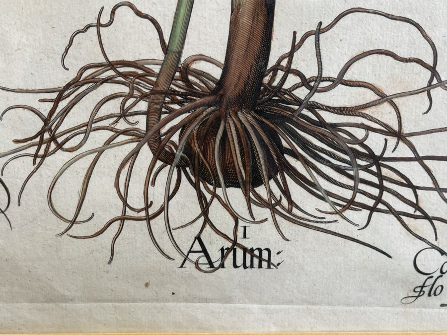 Antique 1613 Giovanni Baccani Hand Colored Engraving 'Basilius Besler' 16.5 X 20 Framed 31 X 34 [Photo 8]