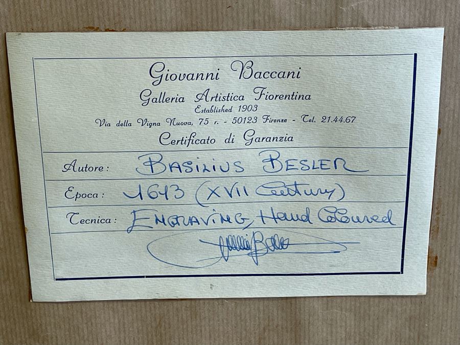 Antique 1613 Giovanni Baccani Hand Colored Engraving 'Basilius Besler' 16.5 X 20 Framed 31 X 34 [Photo 18]