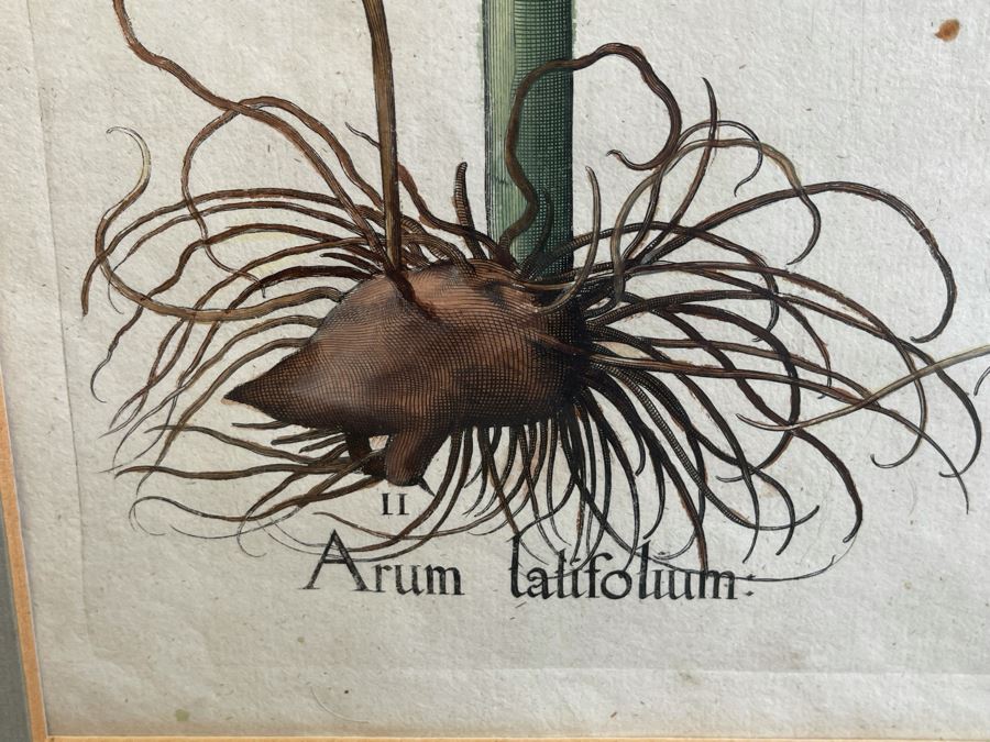 Antique 1613 Giovanni Baccani Hand Colored Engraving 'Basilius Besler' 16.5 X 20 Framed 31 X 34 [Photo 9]