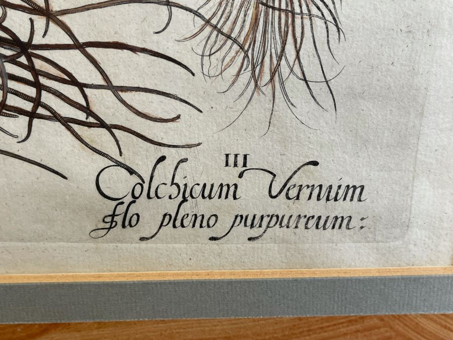 Antique 1613 Giovanni Baccani Hand Colored Engraving 'Basilius Besler' 16.5 X 20 Framed 31 X 34 [Photo 4]