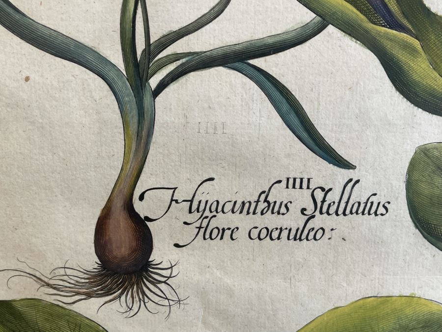 Antique 1613 Giovanni Baccani Hand Colored Engraving 'Basilius Besler' 16.5 X 20 Framed 31 X 34 [Photo 10]