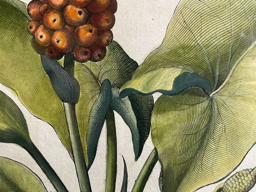 Antique 1613 Giovanni Baccani Hand Colored Engraving 'Basilius Besler' 16.5 X 20 Framed 31 X 34 [Photo 7]