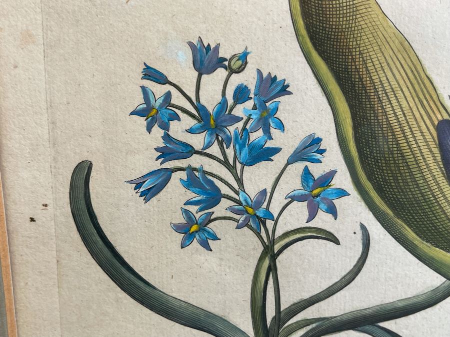 Antique 1613 Giovanni Baccani Hand Colored Engraving 'Basilius Besler' 16.5 X 20 Framed 31 X 34 [Photo 11]