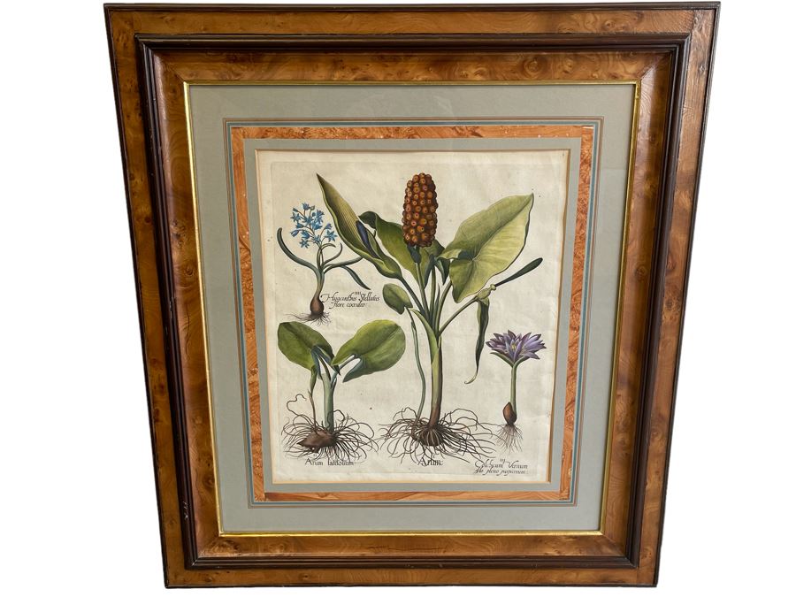 Antique 1613 Giovanni Baccani Hand Colored Engraving 'Basilius Besler' 16.5 X 20 Framed 31 X 34 [Photo 2]