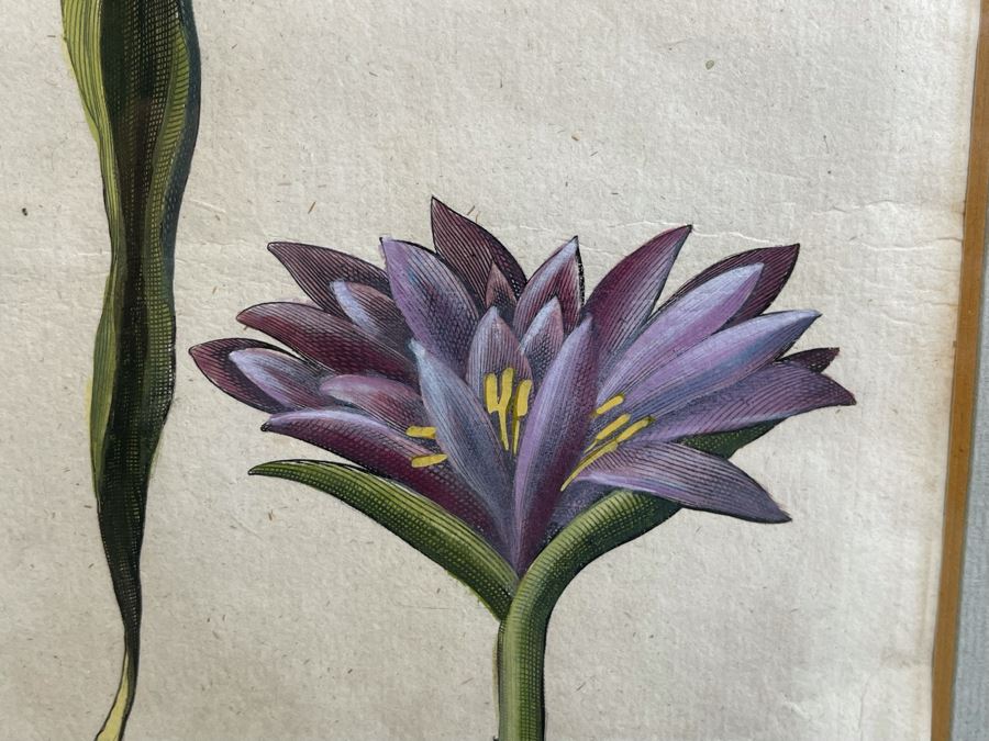 Antique 1613 Giovanni Baccani Hand Colored Engraving 'Basilius Besler' 16.5 X 20 Framed 31 X 34 [Photo 5]