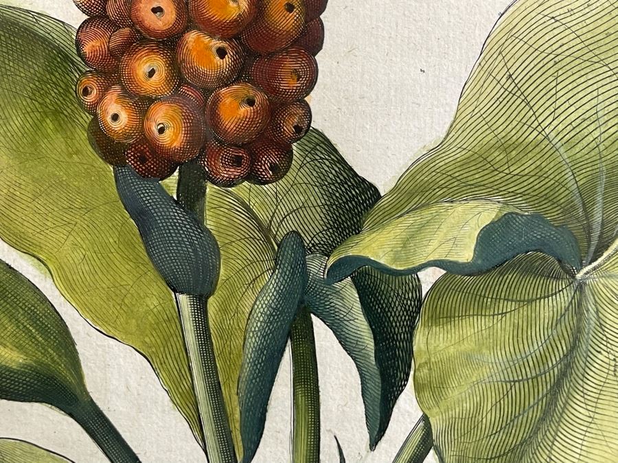 Antique 1613 Giovanni Baccani Hand Colored Engraving 'Basilius Besler' 16.5 X 20 Framed 31 X 34 [Photo 12]