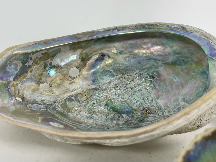Three Abalone Shells 7L And 6L [Photo 7]