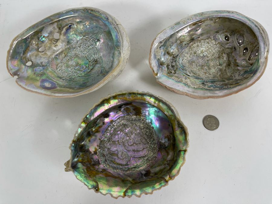 Three Abalone Shells 7L And 6L [Photo 3]