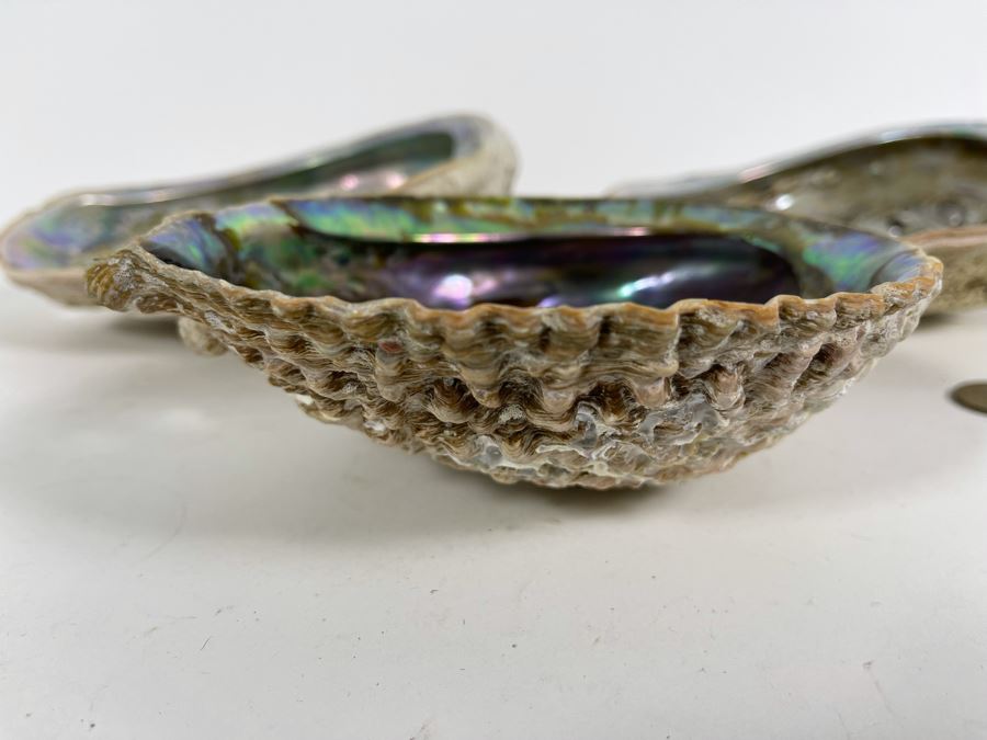 Three Abalone Shells 7L And 6L [Photo 5]